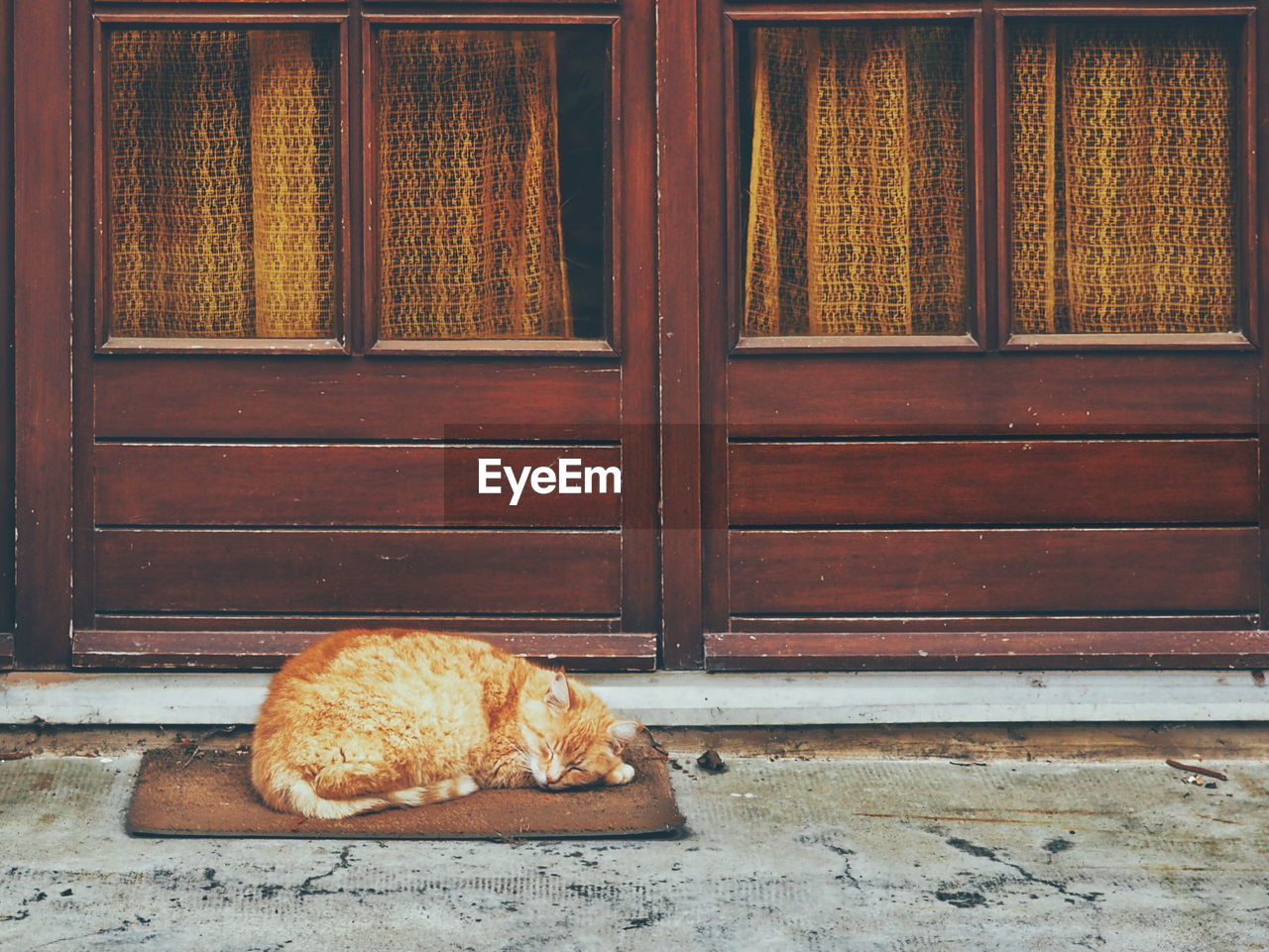 Brown cat sleeping on doormat against house