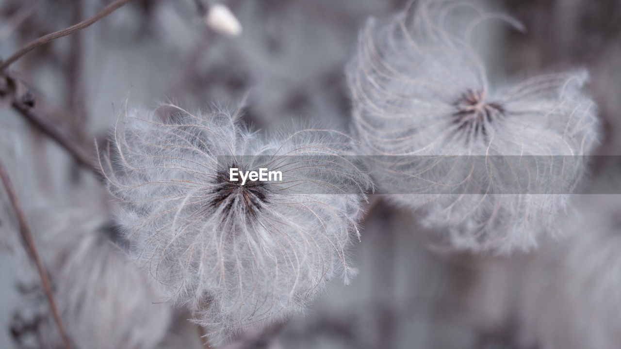 Close-up of white dandelion flower