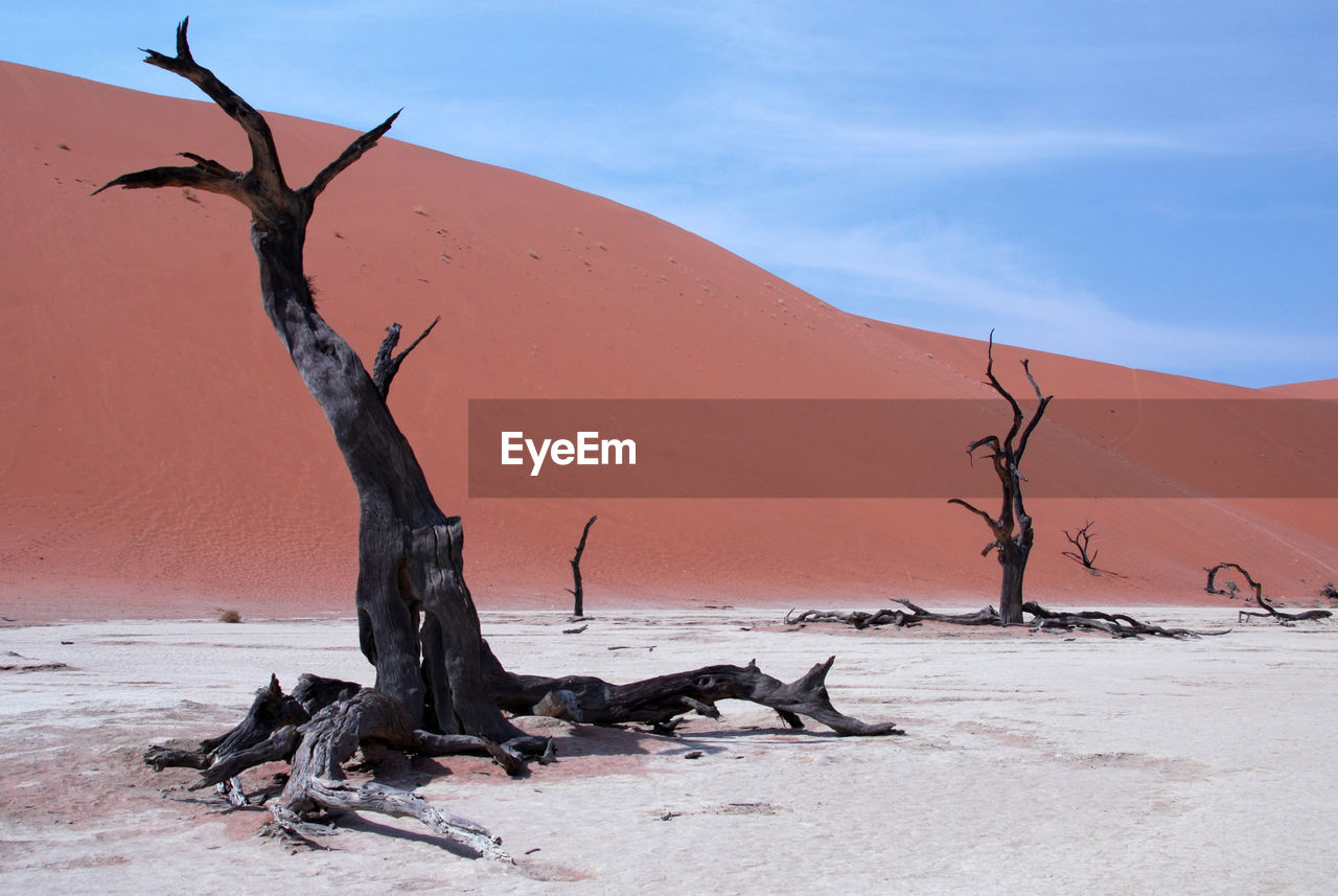 BARE TREE ON SAND DUNE IN DESERT