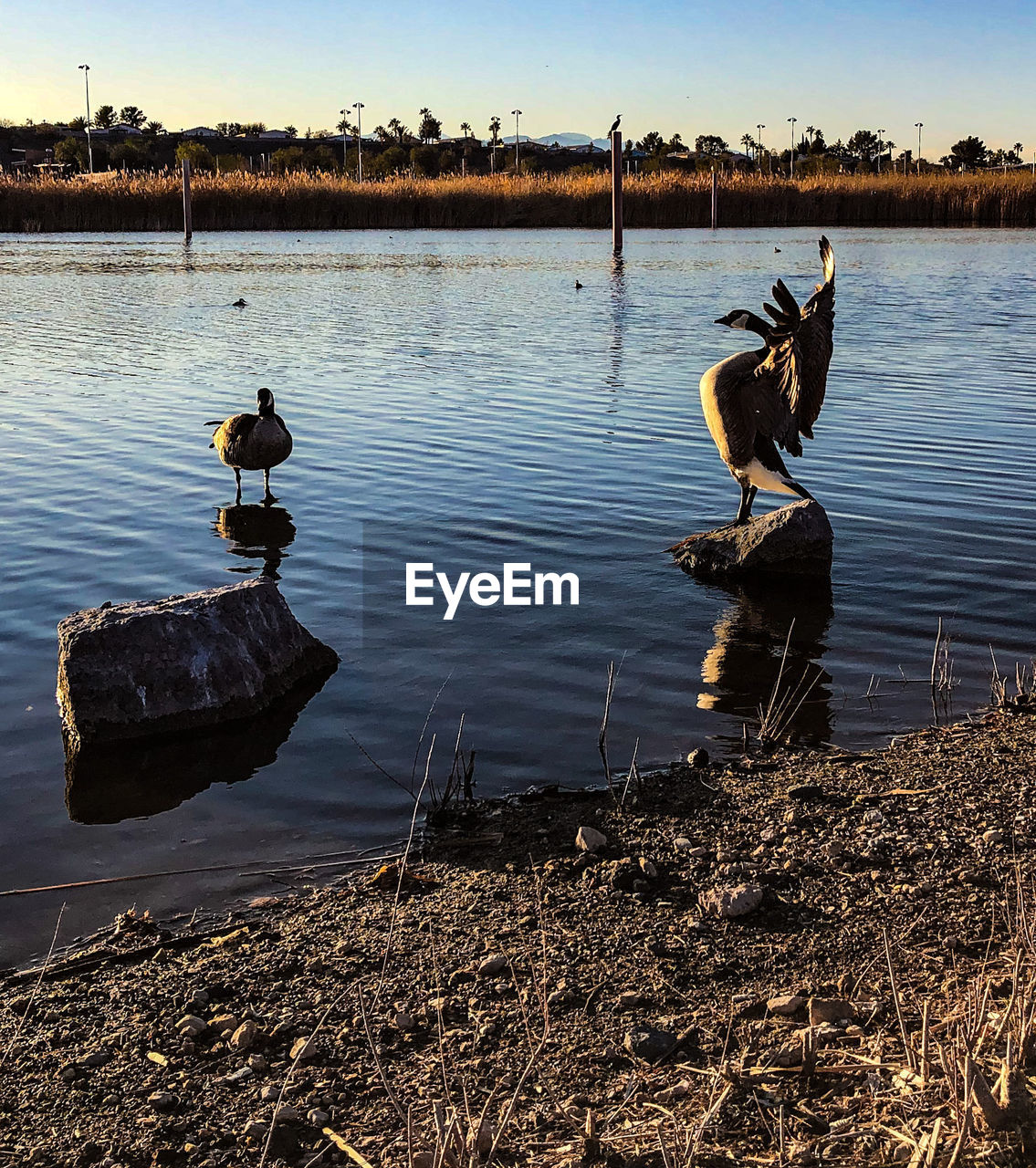Ducks on a lake