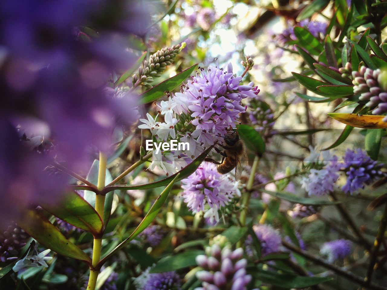 Close-up of purple flowers blooming in garden