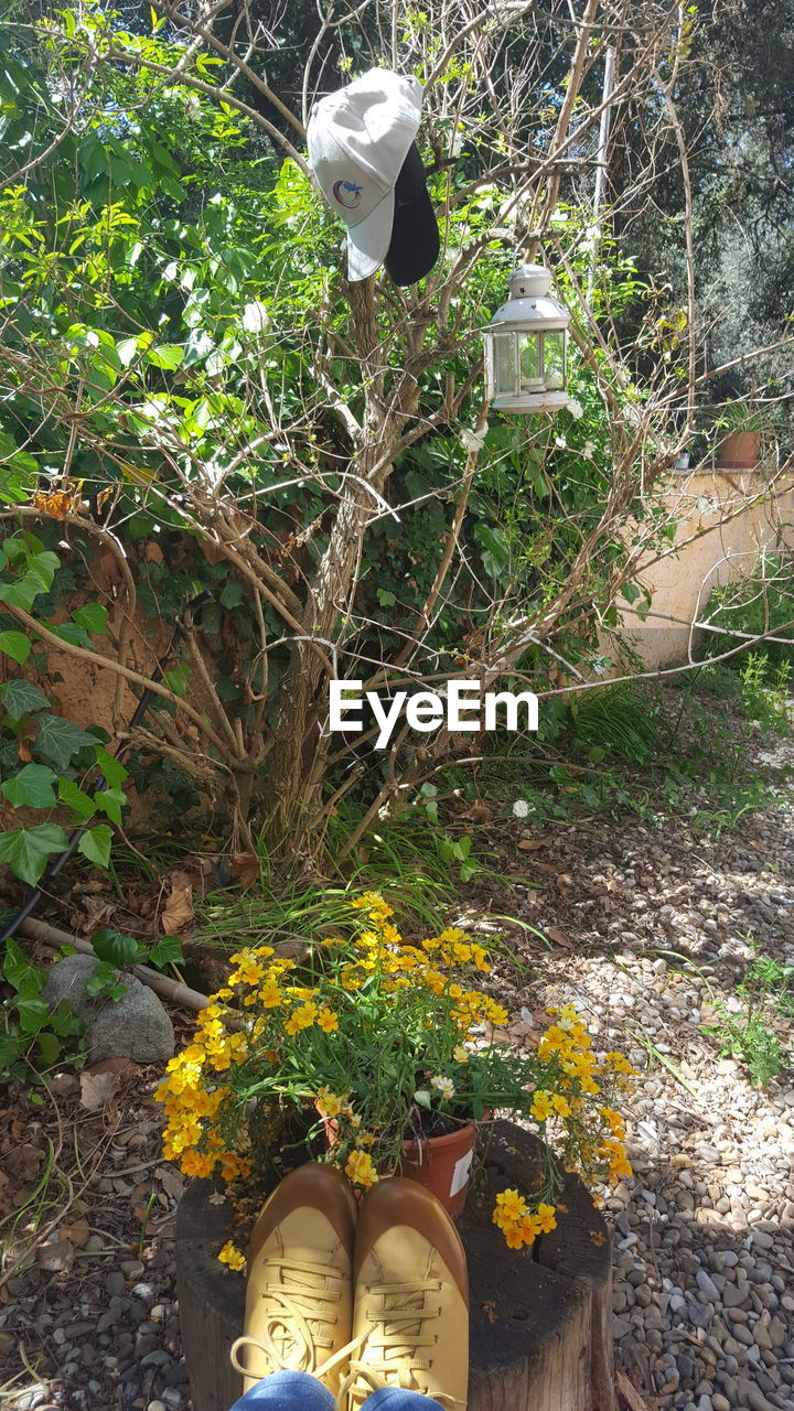 LOW SECTION OF PERSON STANDING ON TREE