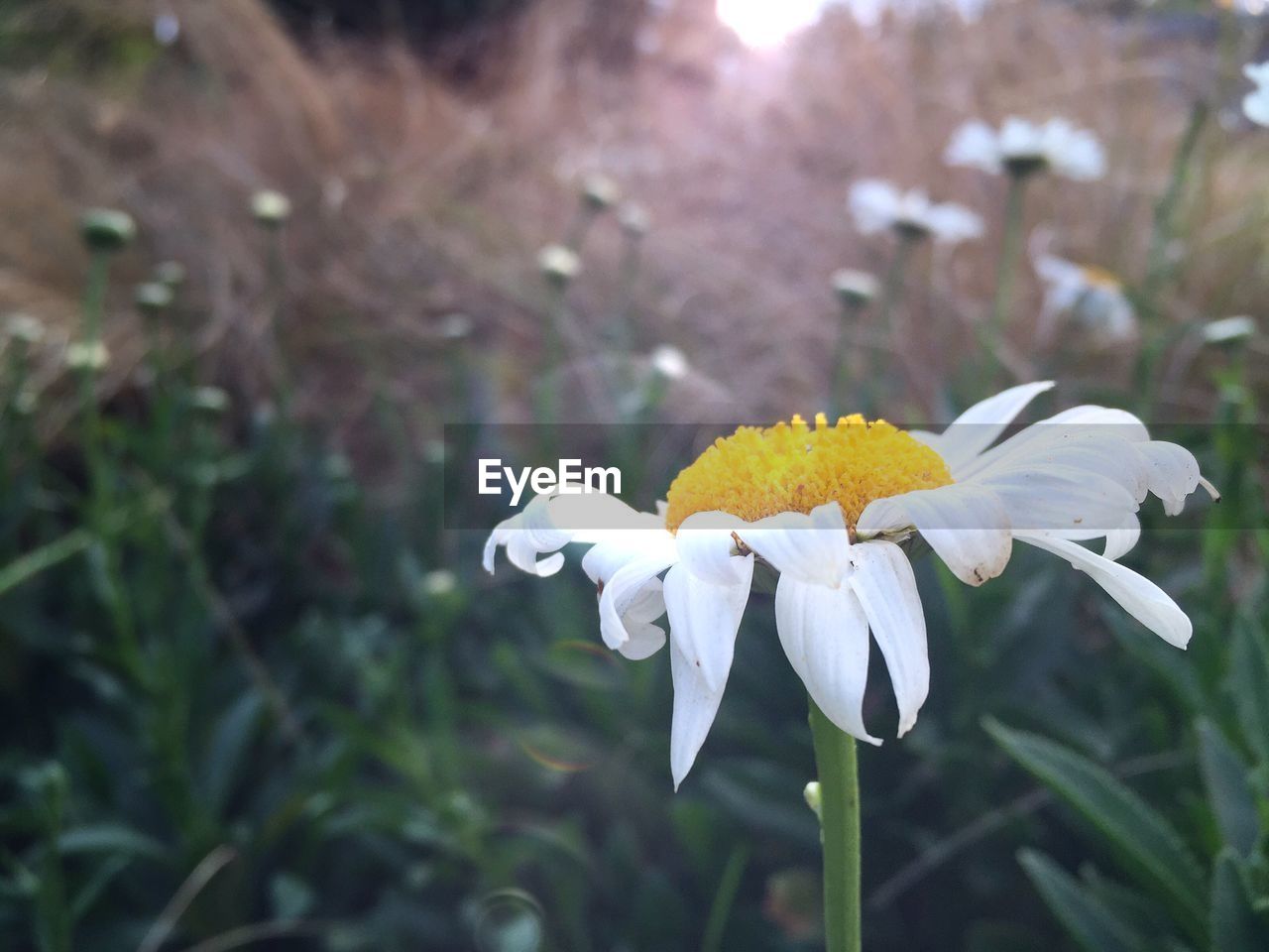 Close-up of white daisy blooming outdoors