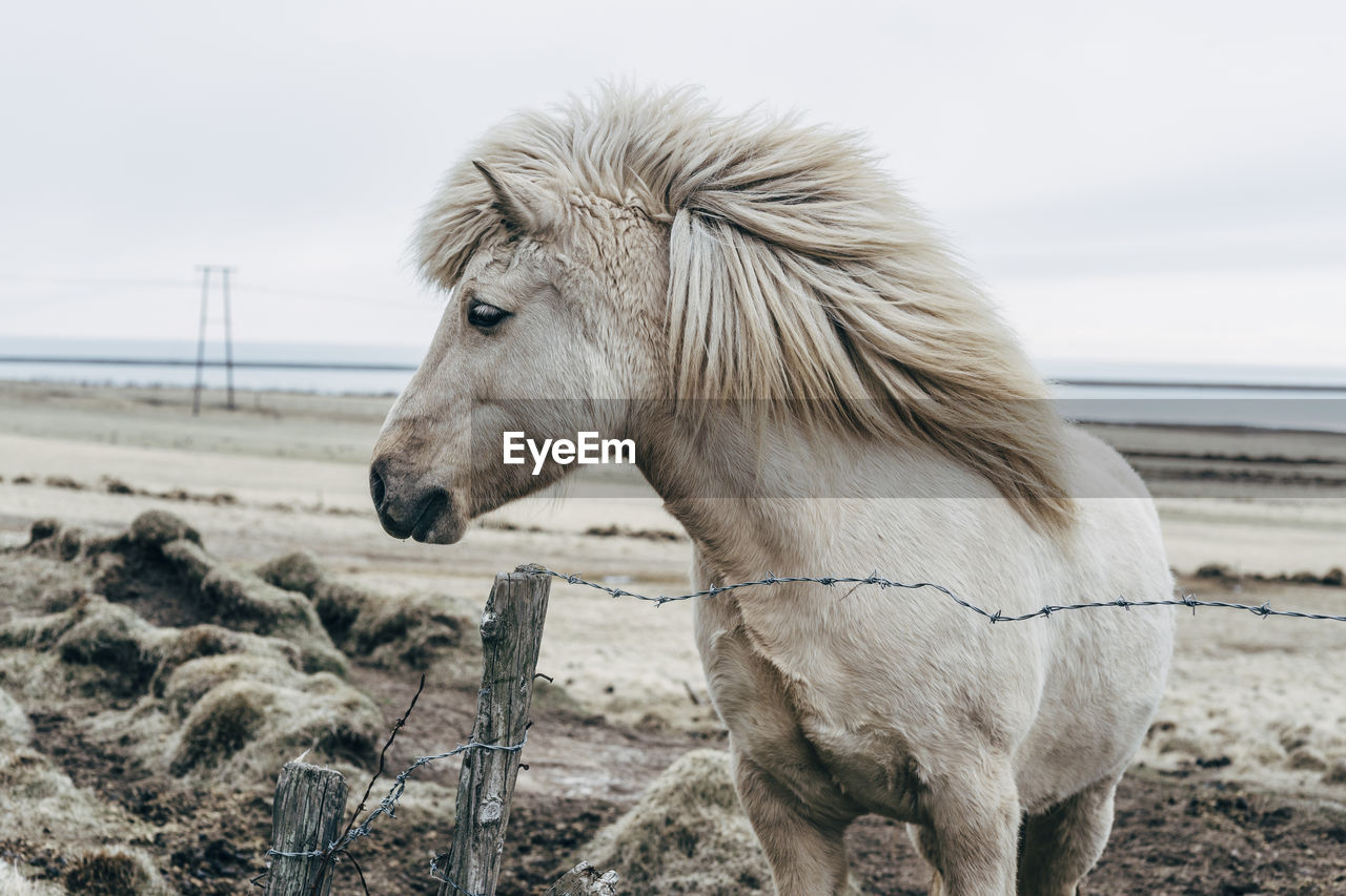 Icelandic horse standing at beach against cloudy sky