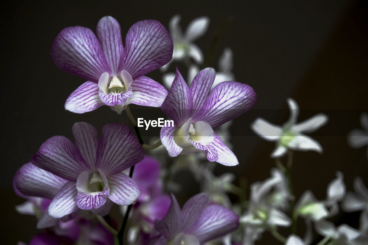 CLOSE-UP OF PURPLE FLOWERS