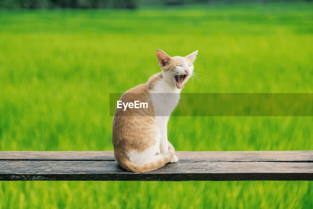 Portrait of a cat