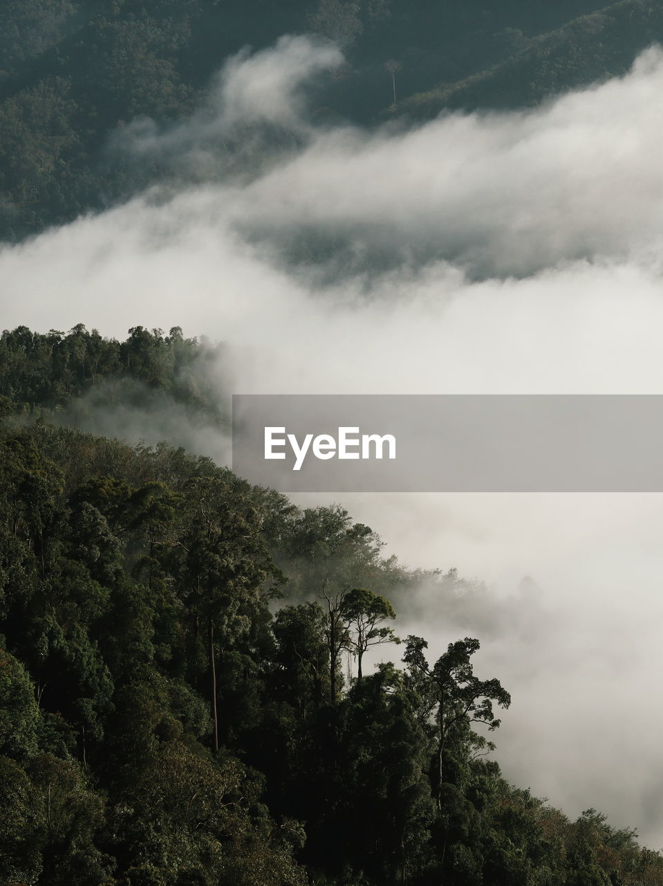 High angle view of trees amidst fog in forest