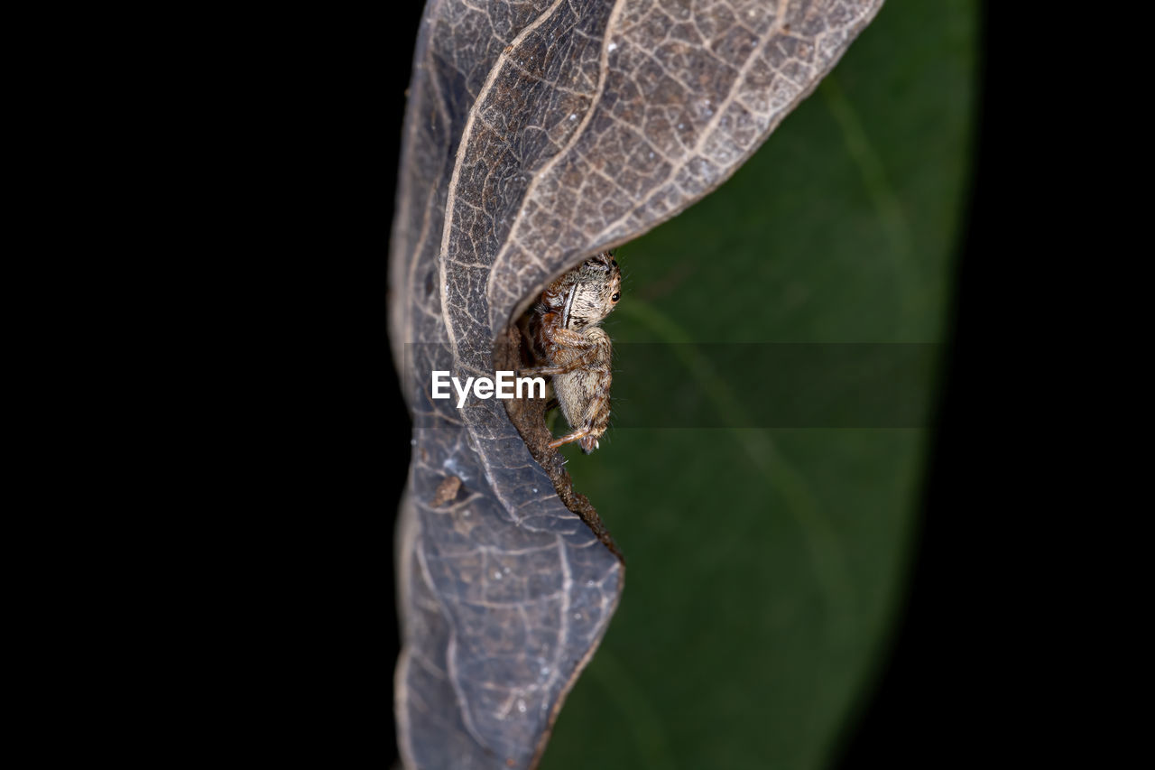 CLOSE-UP OF INSECT ON LEAF