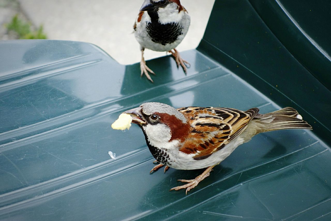 Close-up of sparrows perching on plastic chair