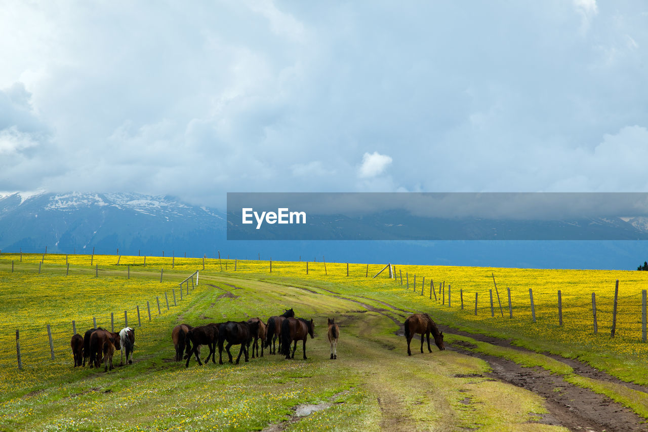 Horse on grassy field against cloudy sky