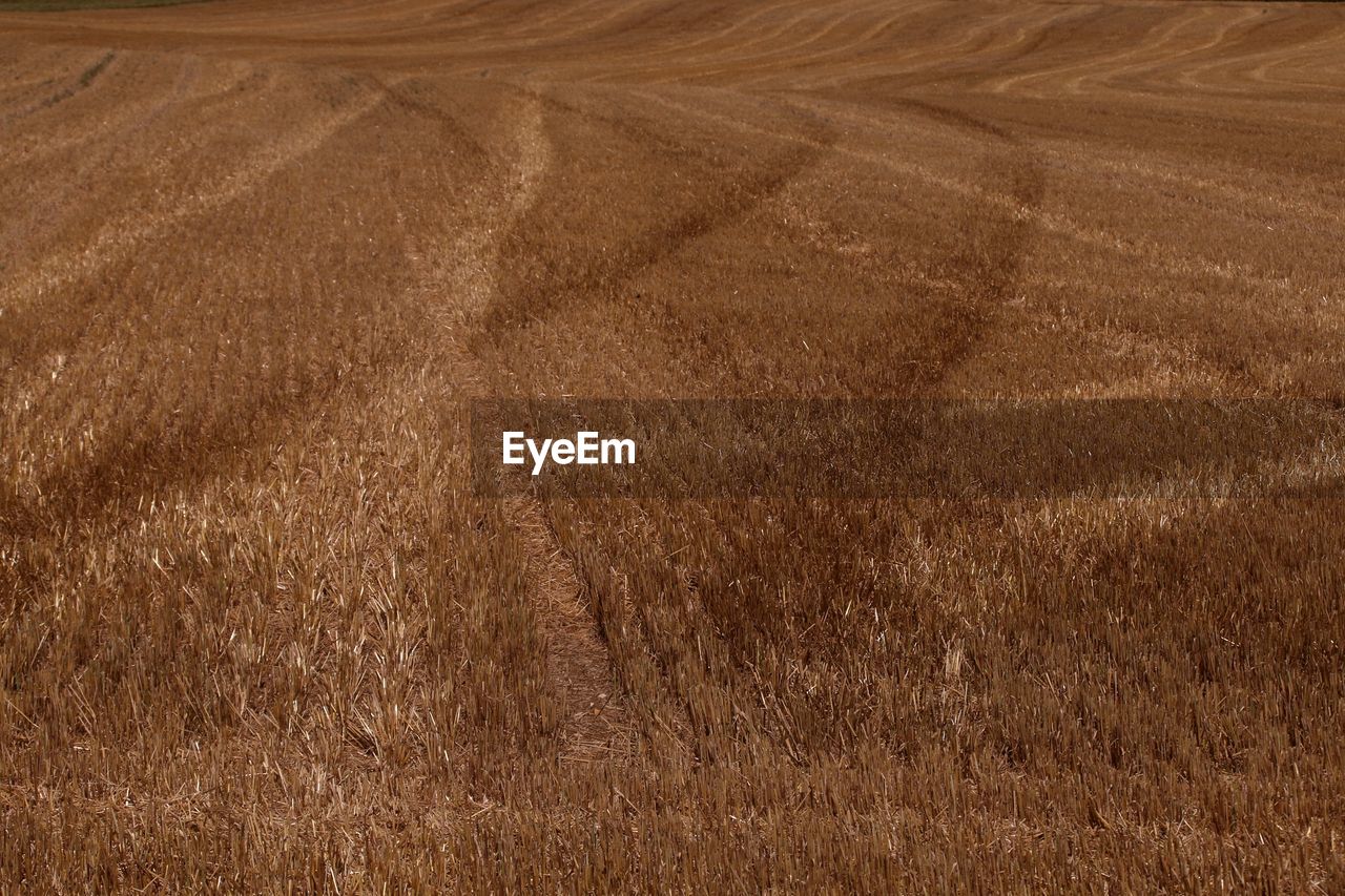 High angle view of crop field