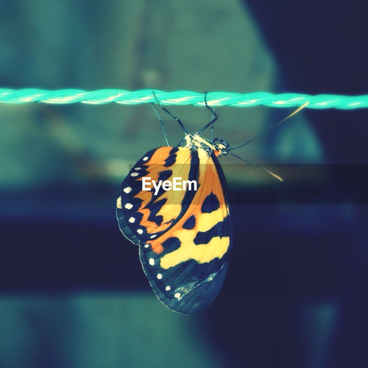 Close-up of butterfly on rope