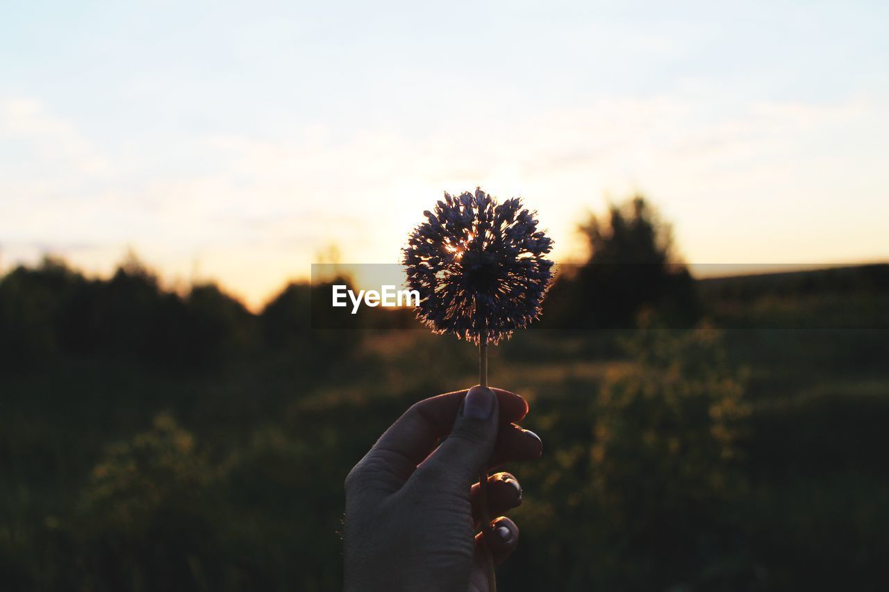 Cropped hand of person holding dandelion against sky during sunset