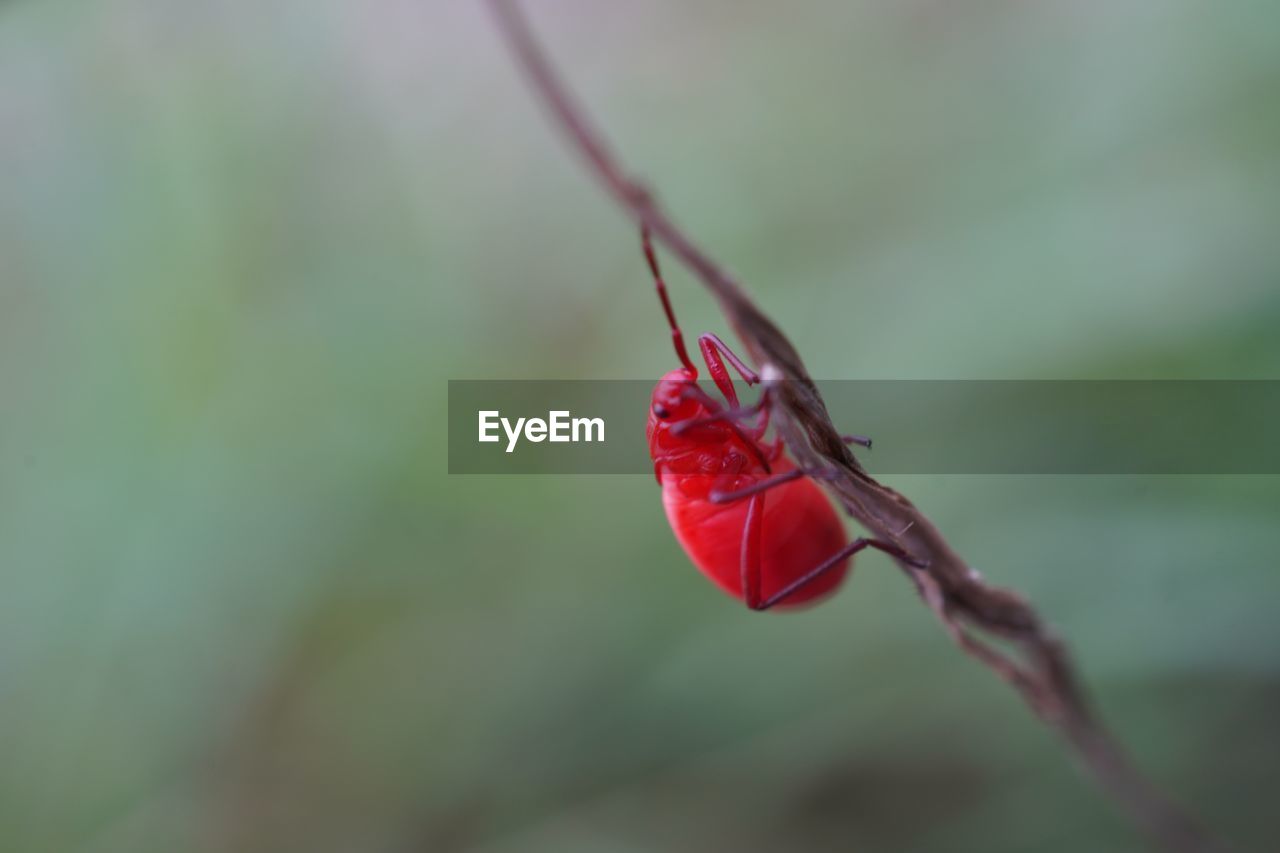 Macro photography of kapok bug on the host plant