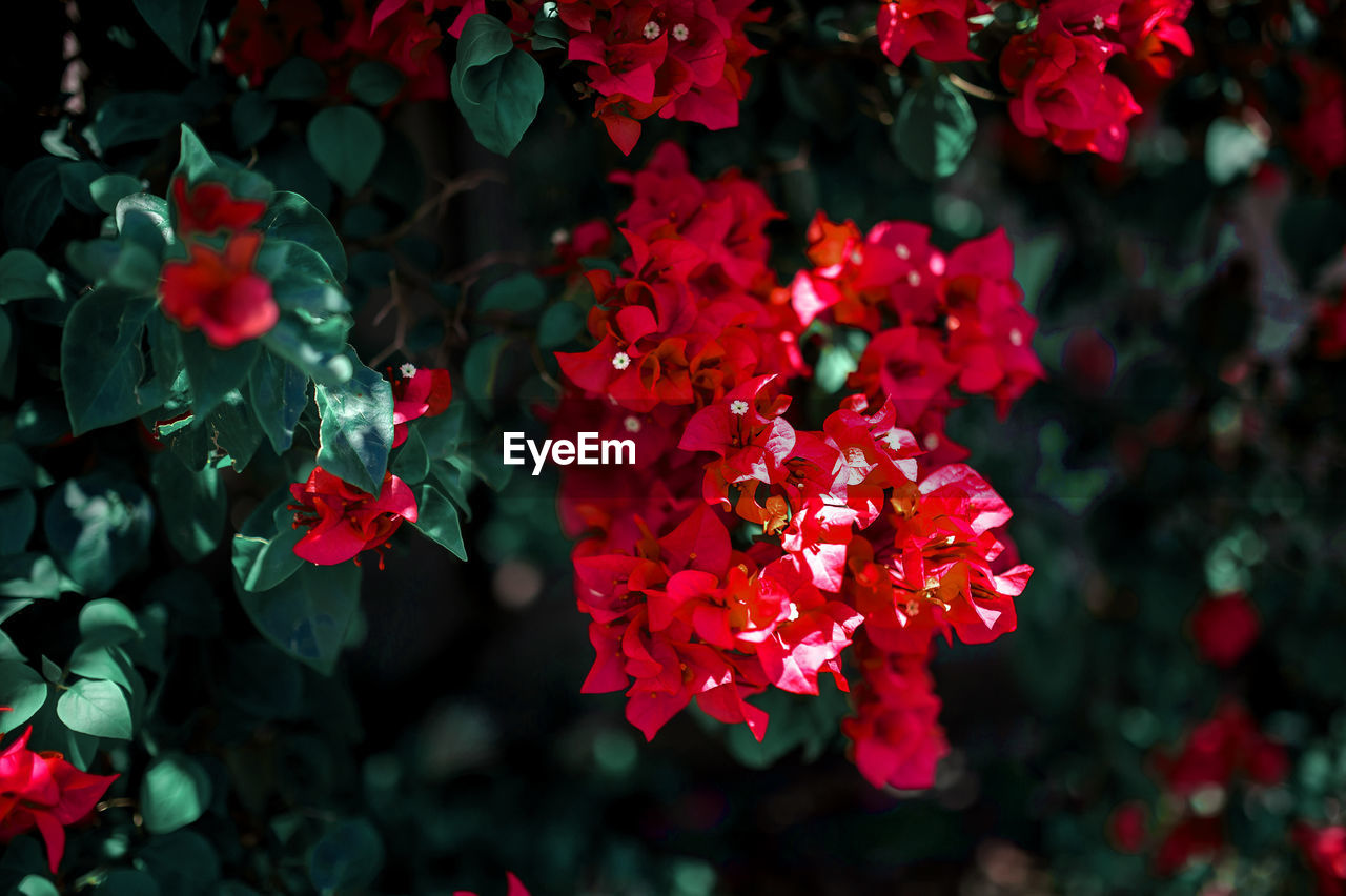 Close-up of red flowers blooming outdoors