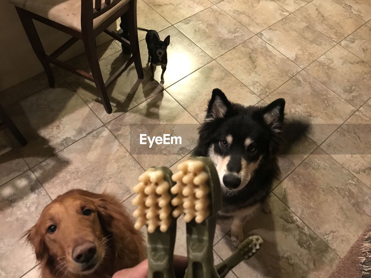 HIGH ANGLE PORTRAIT OF DOG SITTING IN KITCHEN