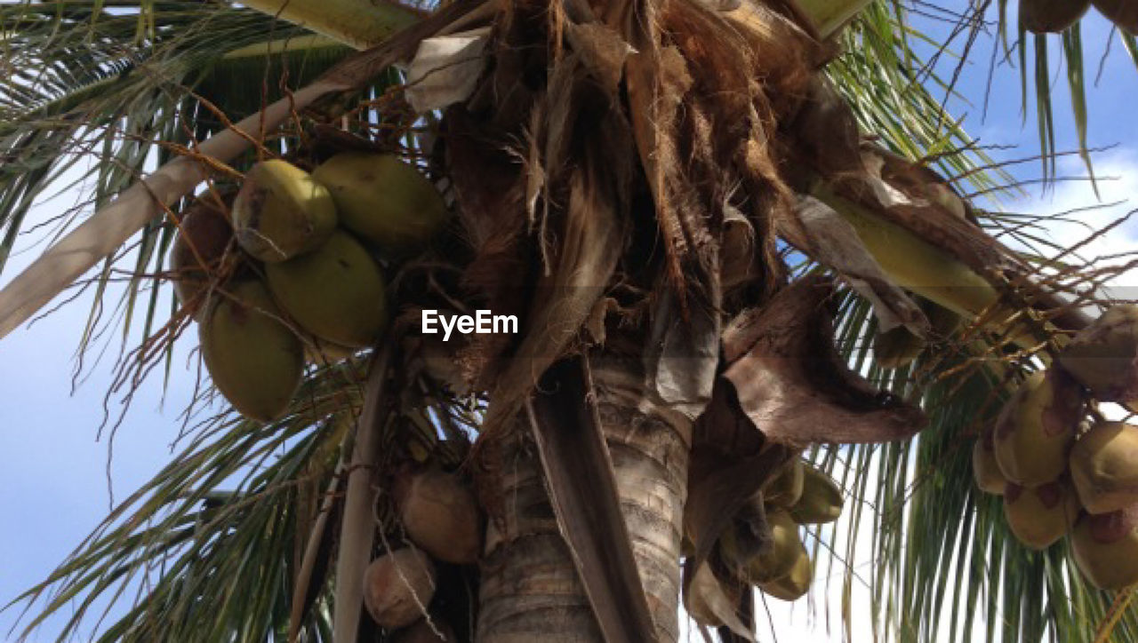 LOW ANGLE VIEW OF COCONUT PALM TREE AGAINST SKY