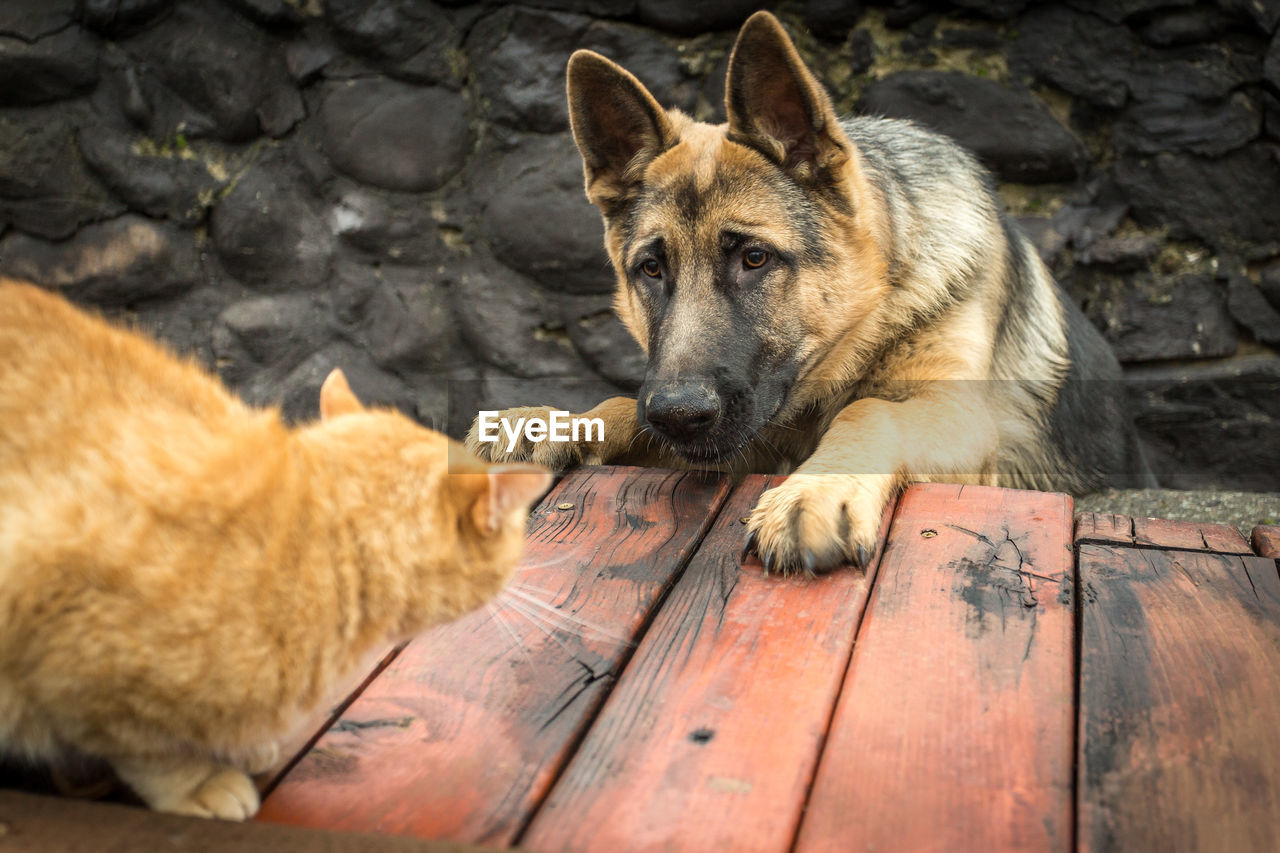 German shepherd and cat looking at each other