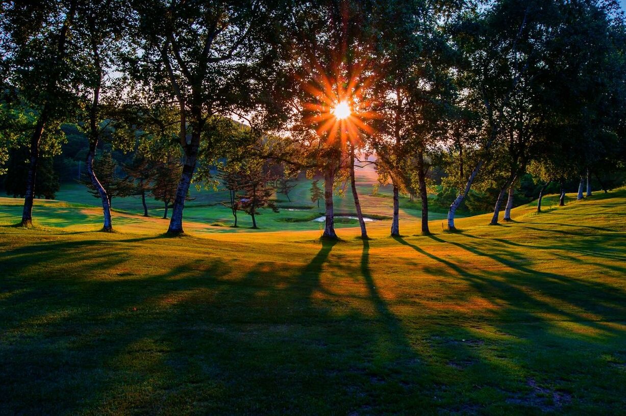 Trees on landscape against sunlight