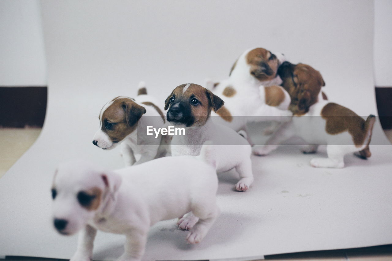 CLOSE-UP OF PUPPY AND DOGS