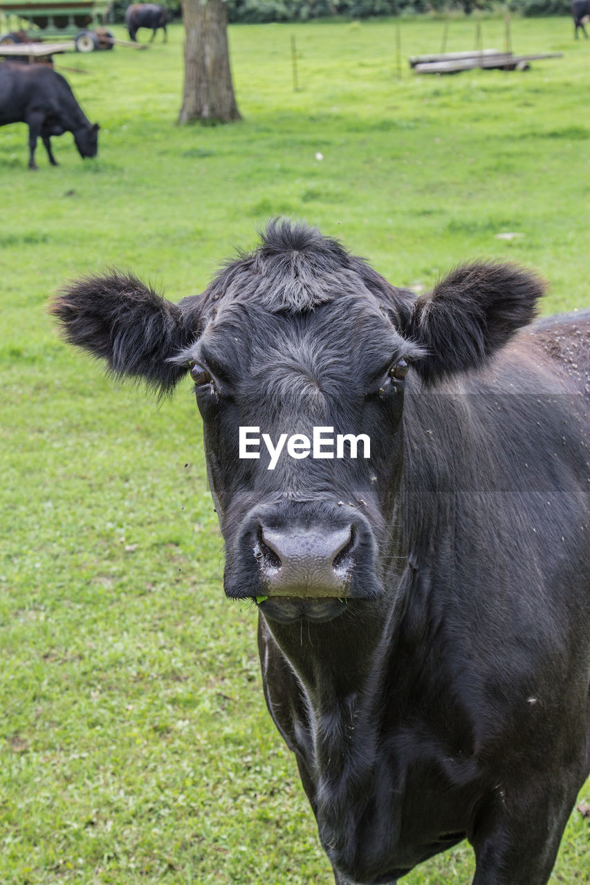 PORTRAIT OF BLACK COW ON FIELD