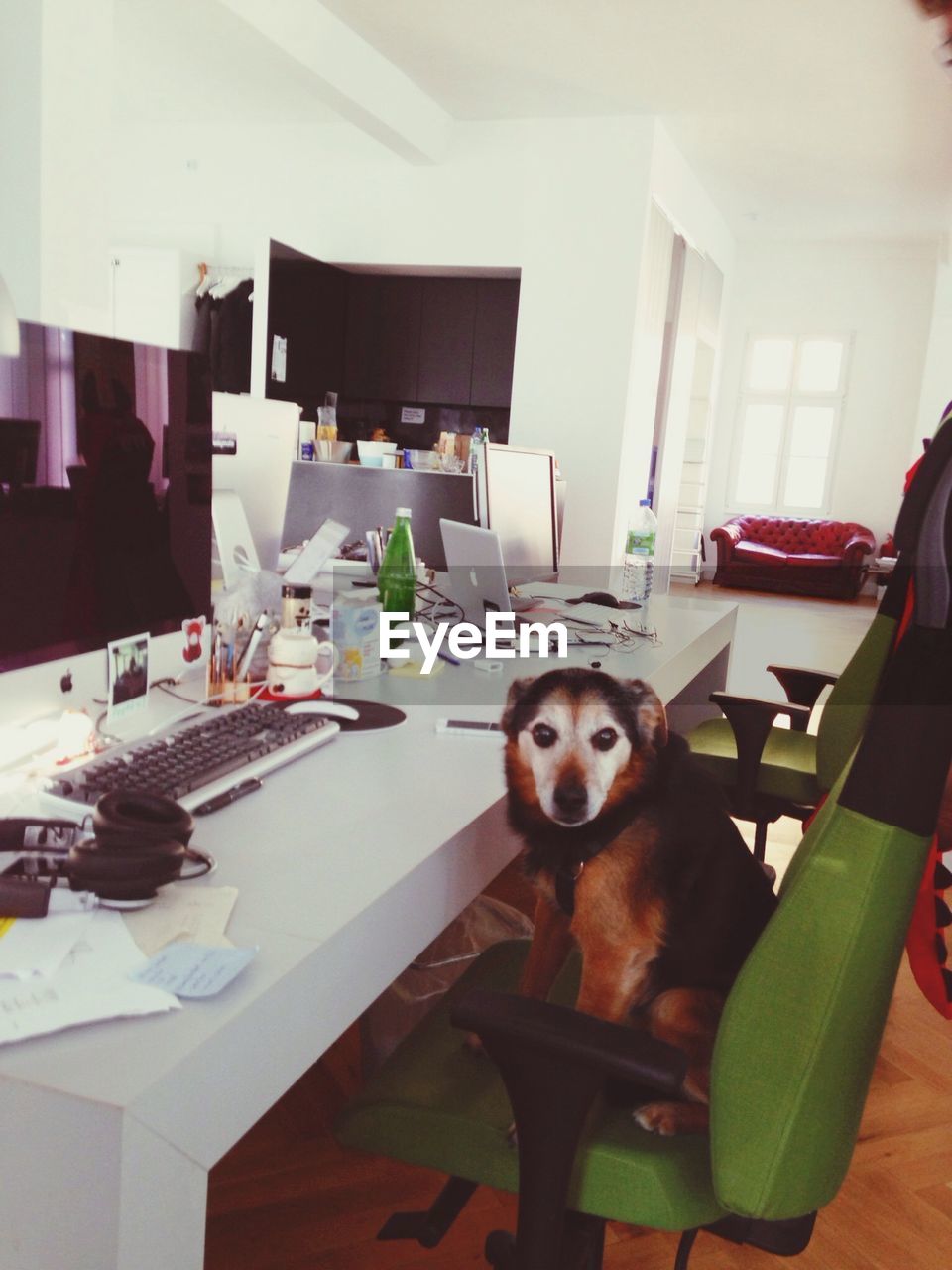 Portrait of dog on chair in office