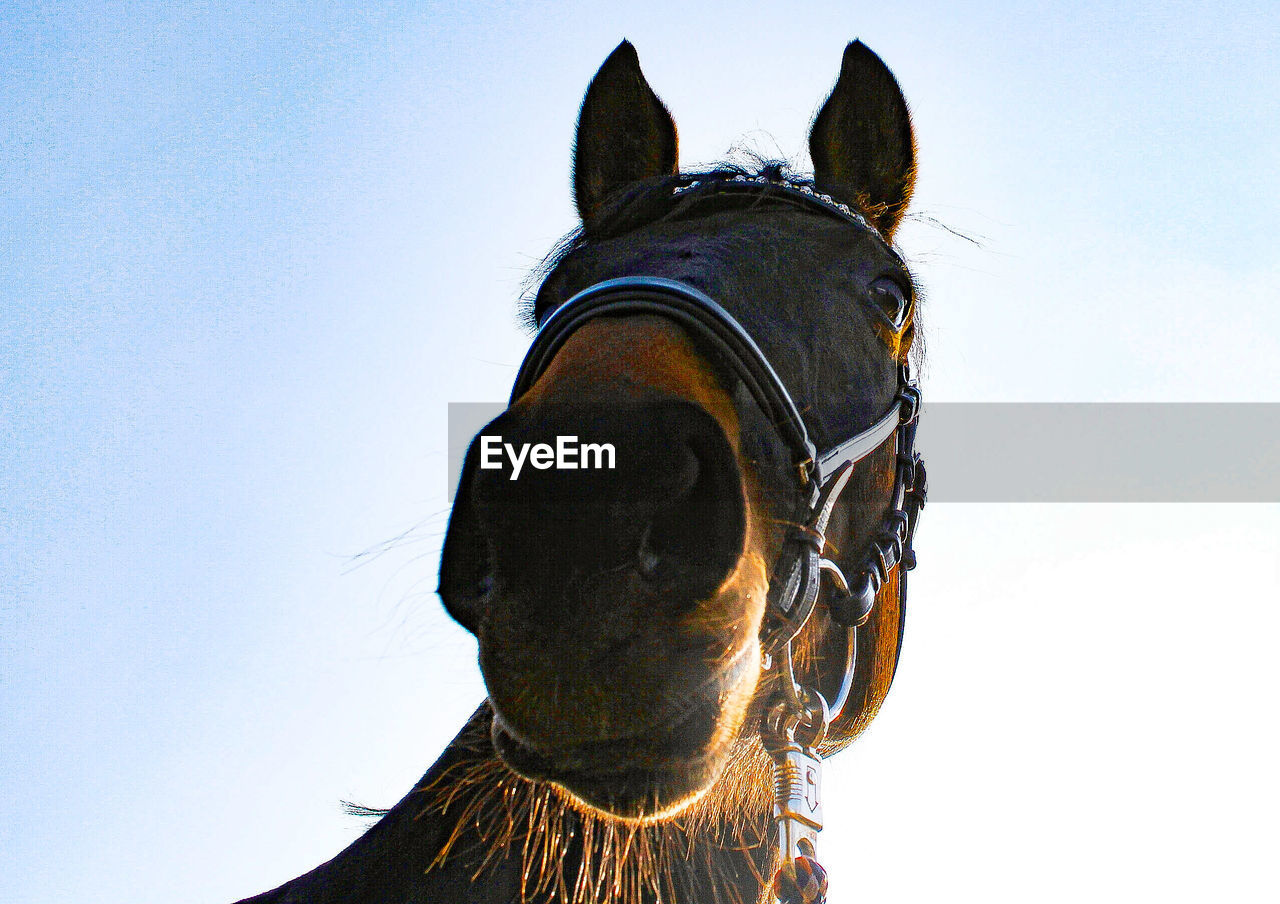 Close-up of a horse against clear sky