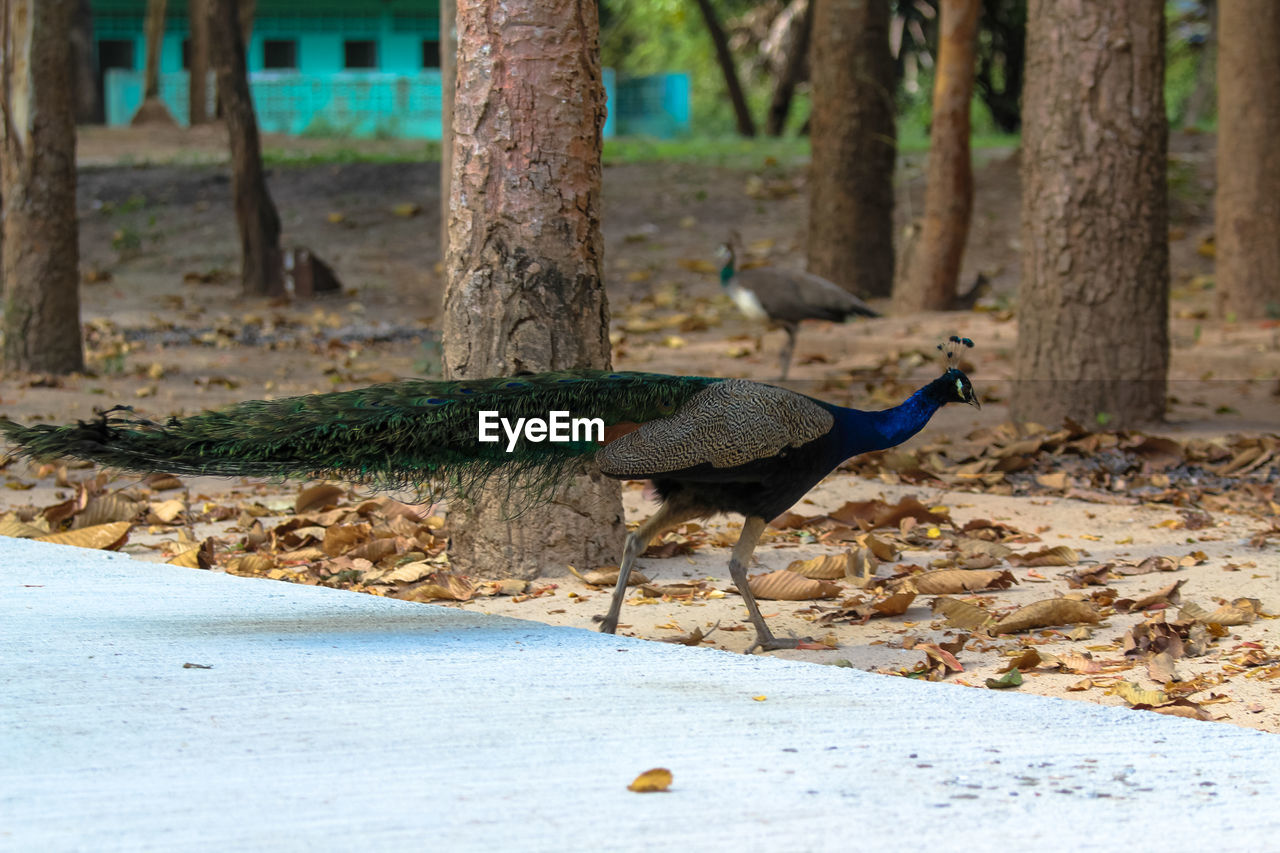 PIGEONS ON A TREE TRUNK