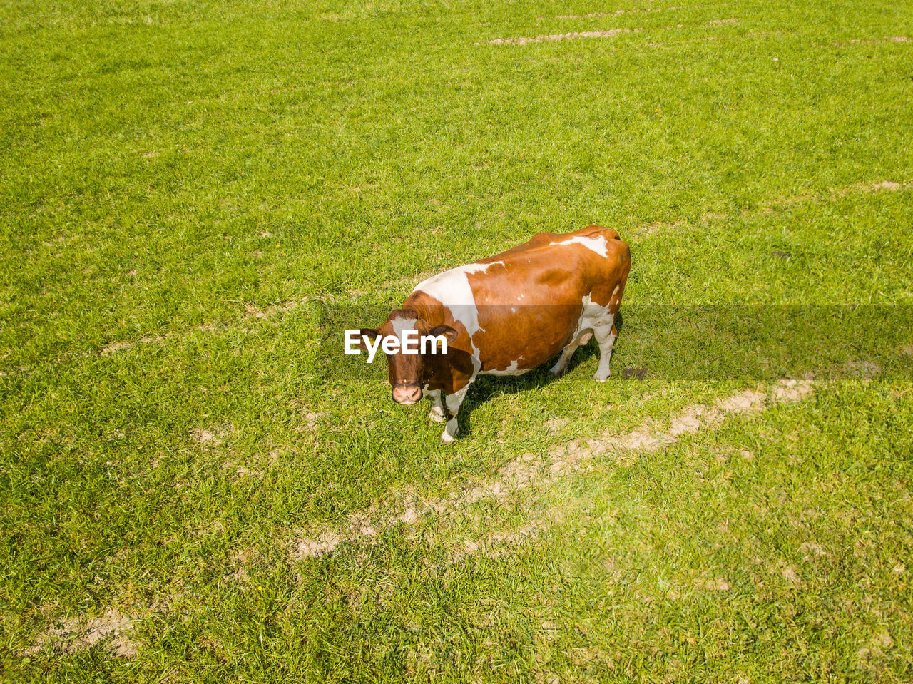 COW ON GRASS FIELD