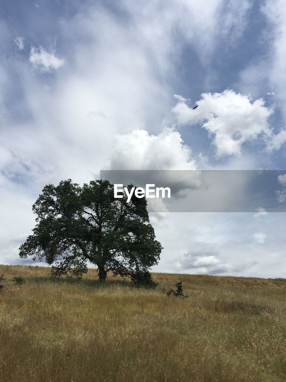 Tree growing on grassy field against cloudy sky