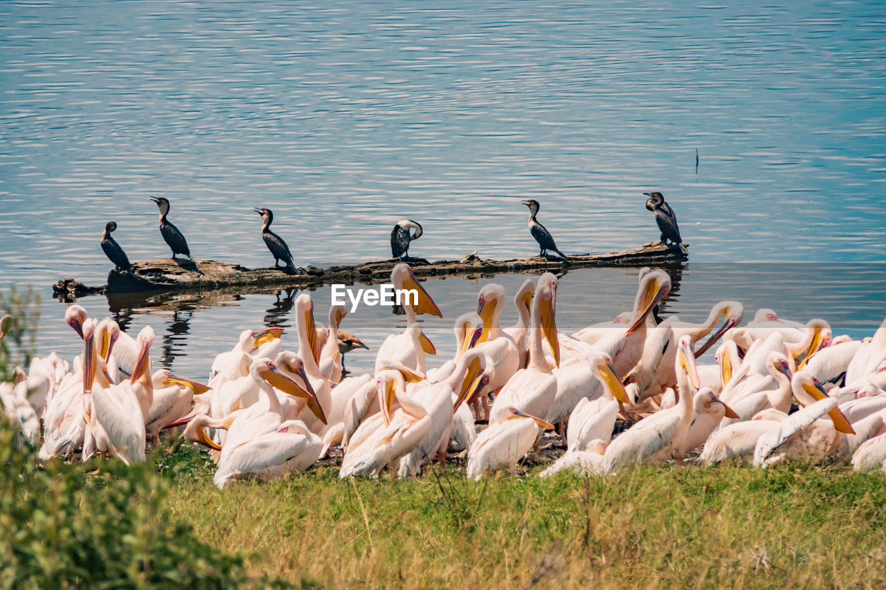 animal, wildlife, animal themes, animal wildlife, bird, group of animals, large group of animals, water, pelican, nature, water bird, no people, lake, flock of birds, day, grass, beauty in nature, seabird, goose, outdoors, plant