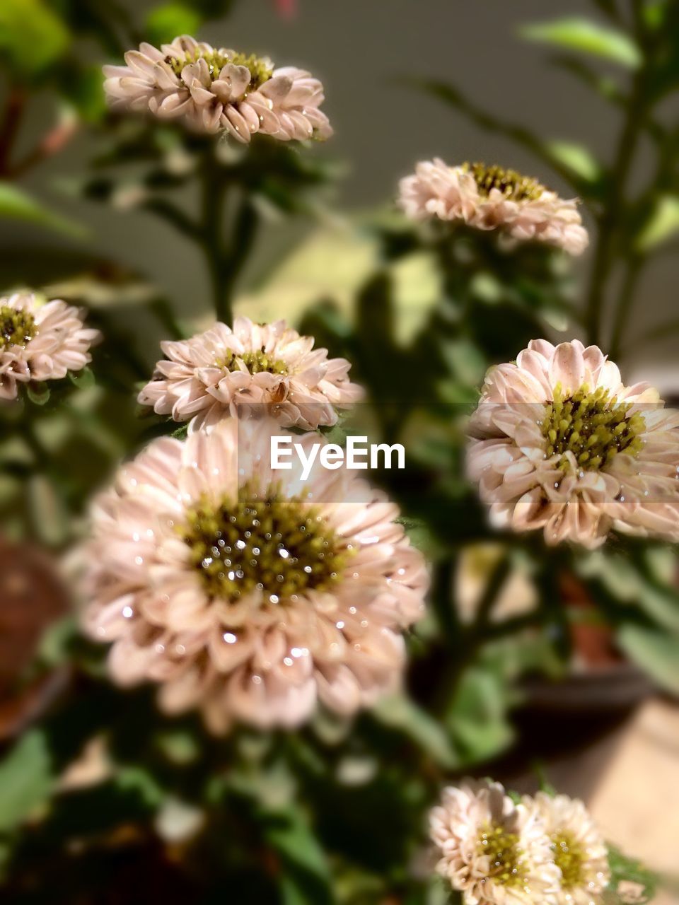 Close-up of flowers blooming