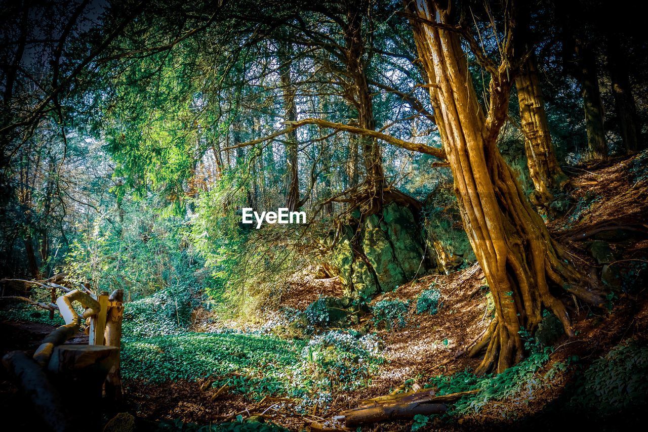 VIEW OF TREES GROWING IN FOREST
