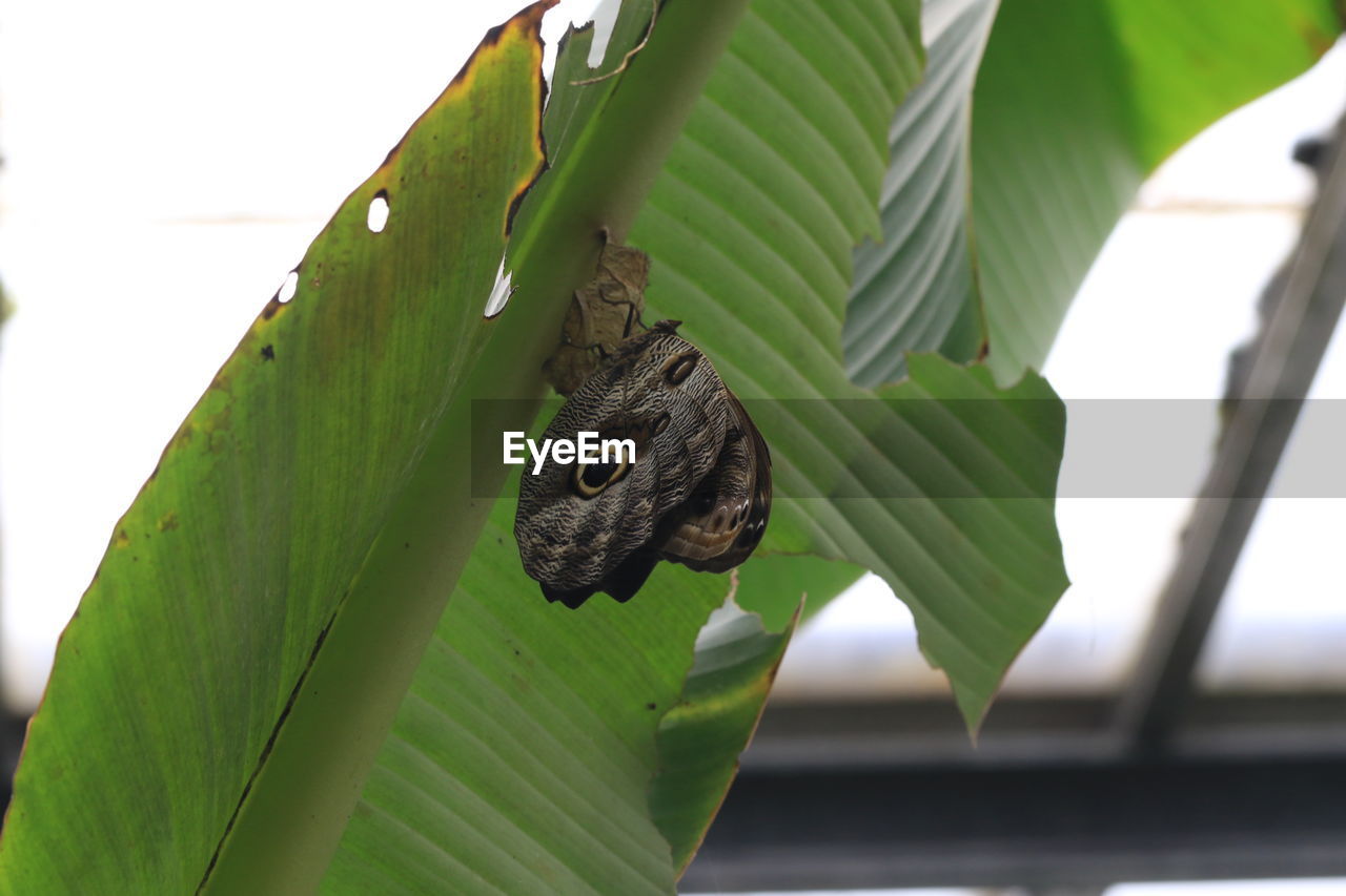 Close-up of insect on plant