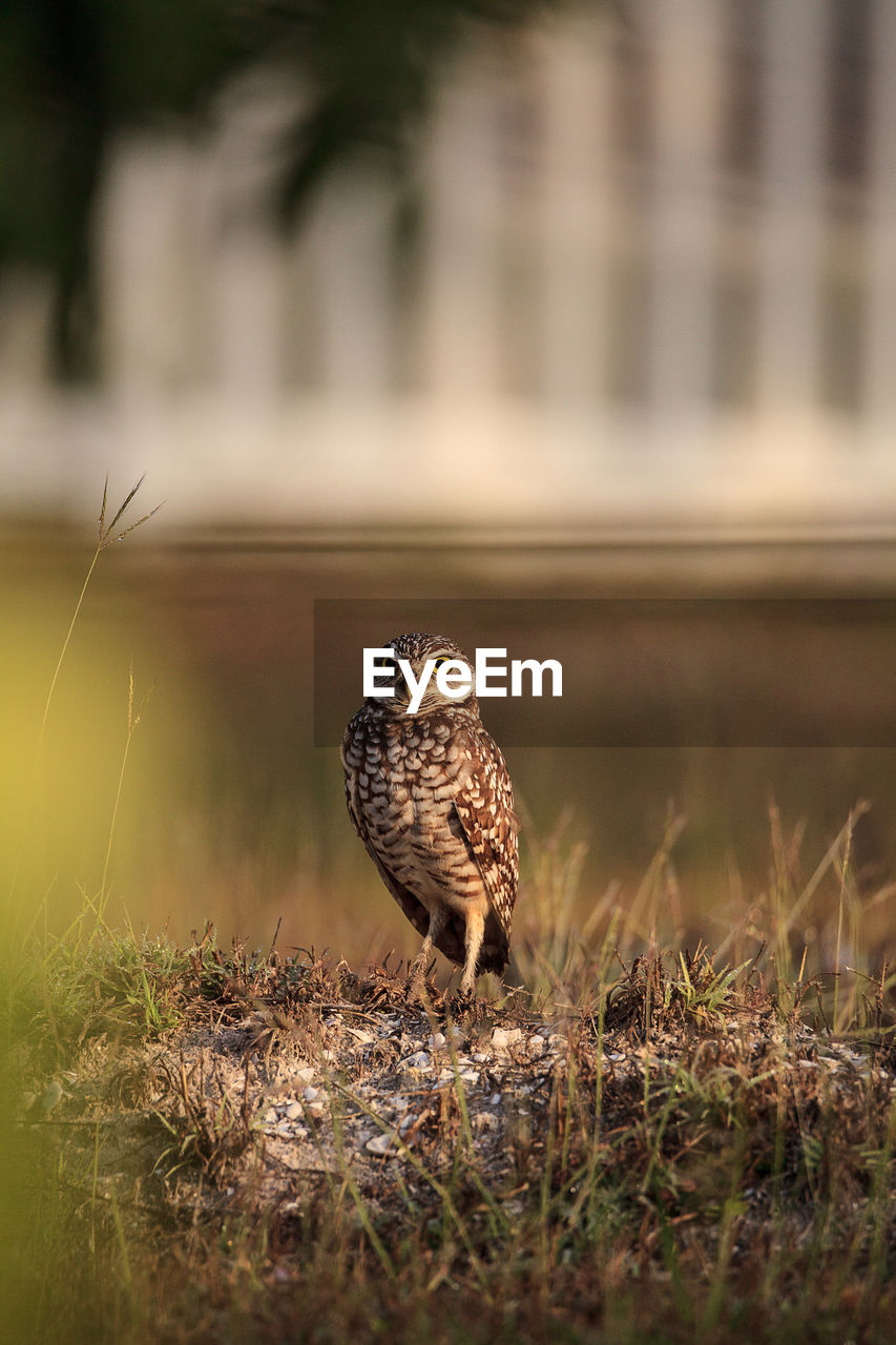 Adult burrowing owl athene cunicularia perched outside its burrow on marco island, florida