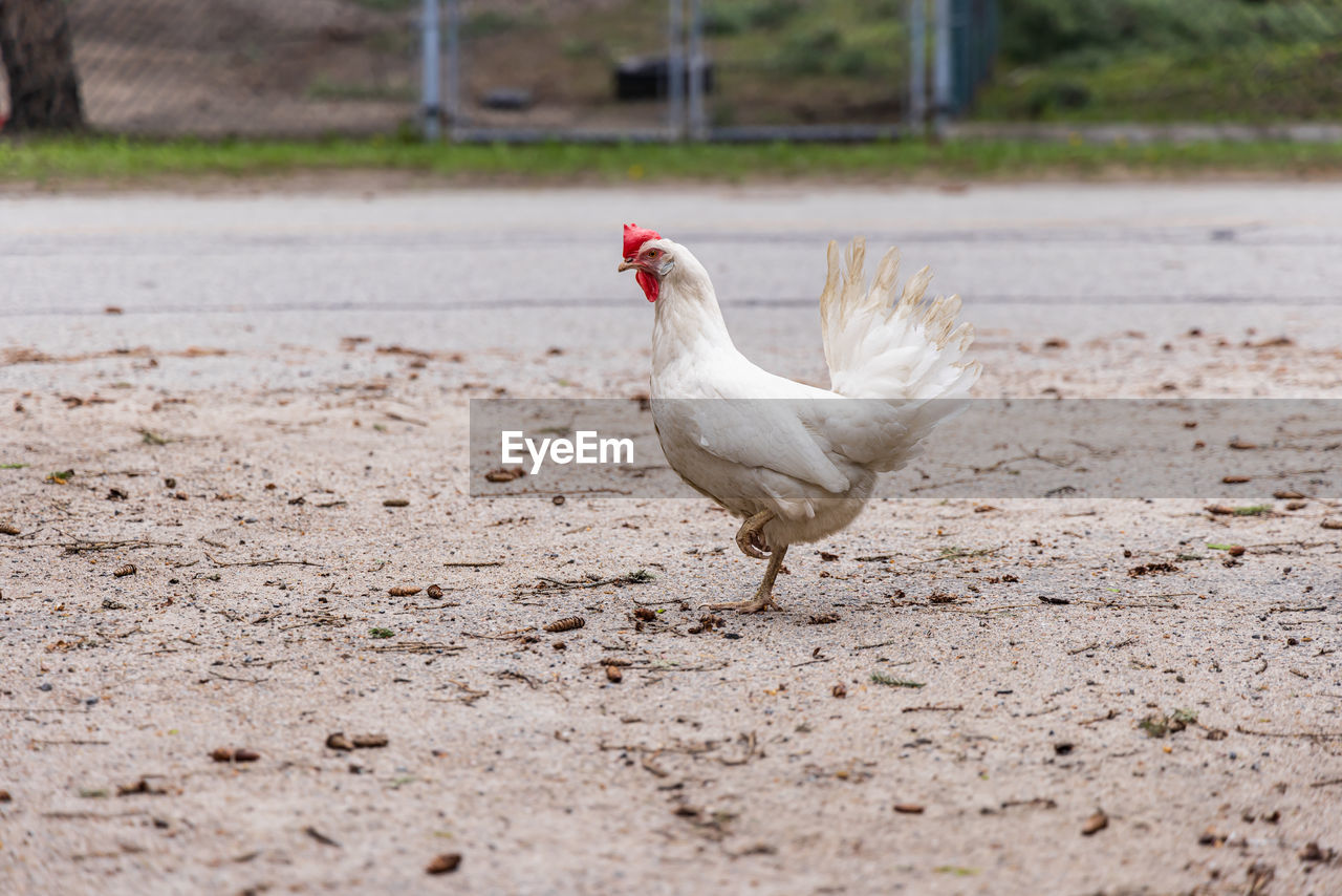 animal themes, animal, bird, chicken, domestic animals, livestock, one animal, pet, nature, agriculture, mammal, rooster, no people, land, farm, fowl, white, outdoors, day, landscape, animal wildlife, wildlife, beak, poultry, rural scene