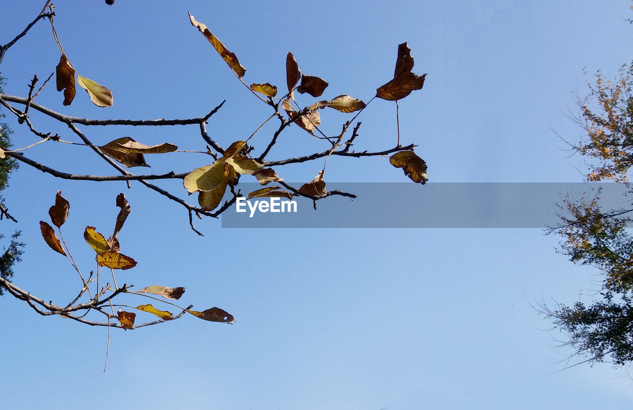 LOW ANGLE VIEW OF BIRDS ON TREE AGAINST BLUE SKY