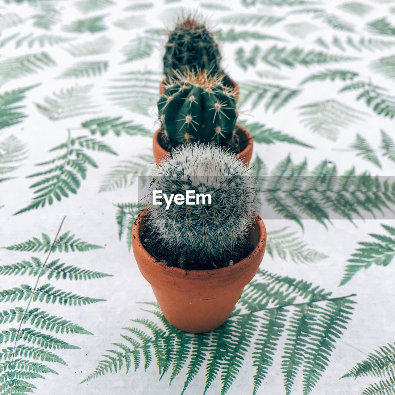 High angle view of cactus growing on pot