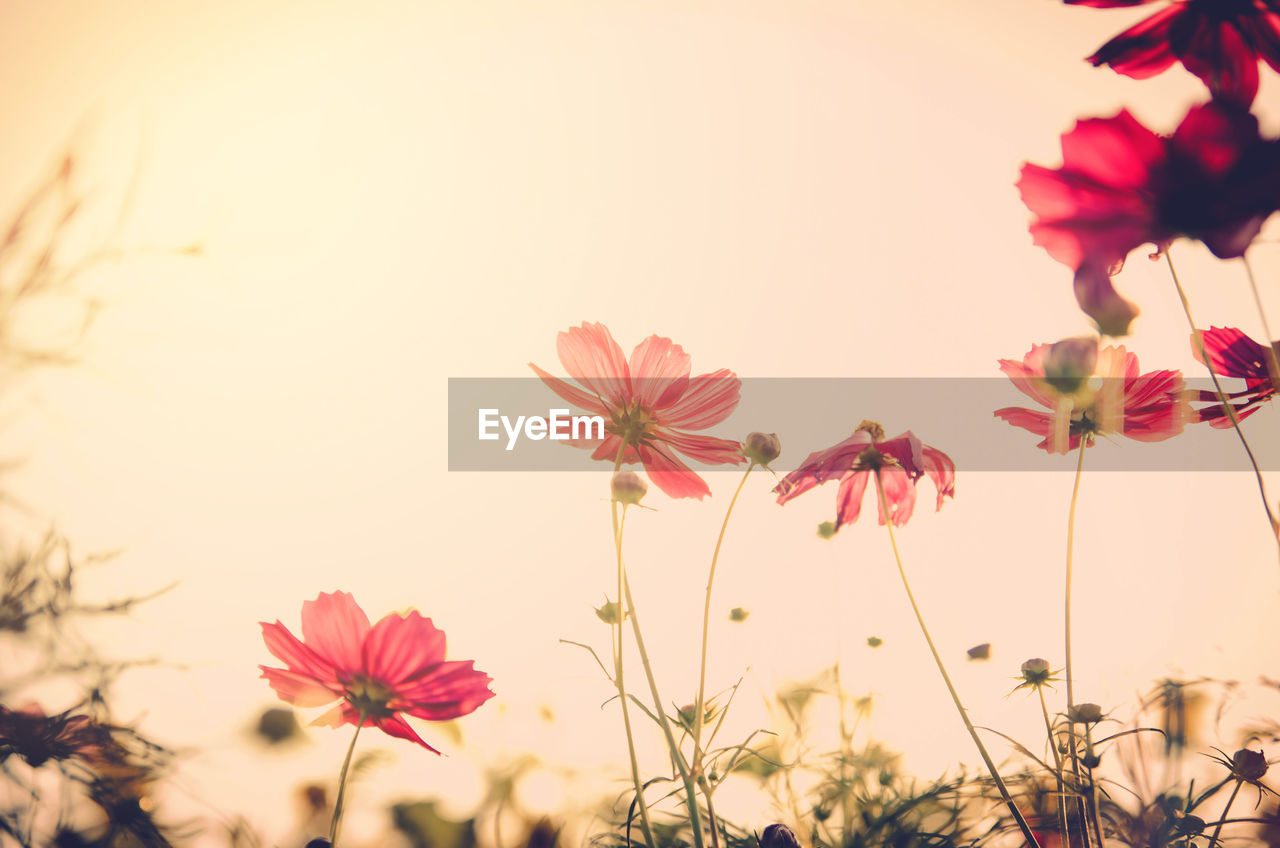 Low angle view of red flowers growing against sky during sunset