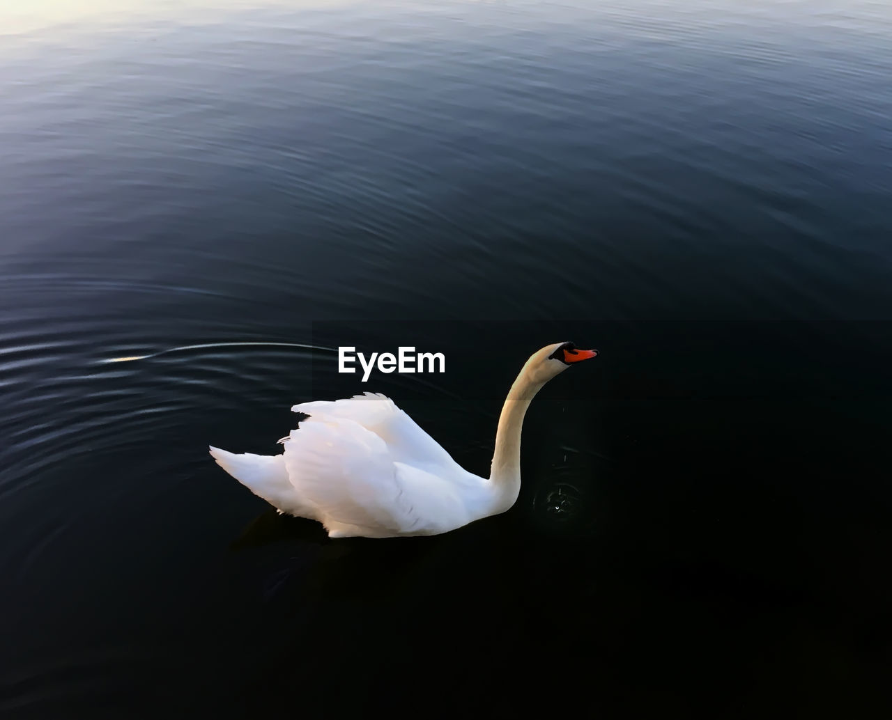 CLOSE-UP OF SWAN SWIMMING ON LAKE