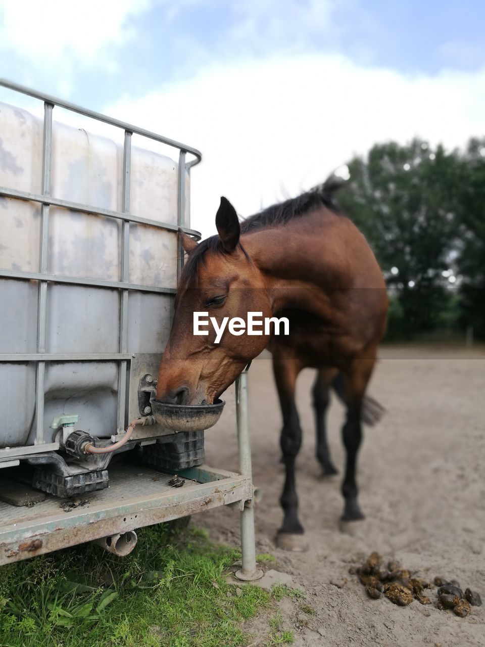 HORSE STANDING ON FIELD