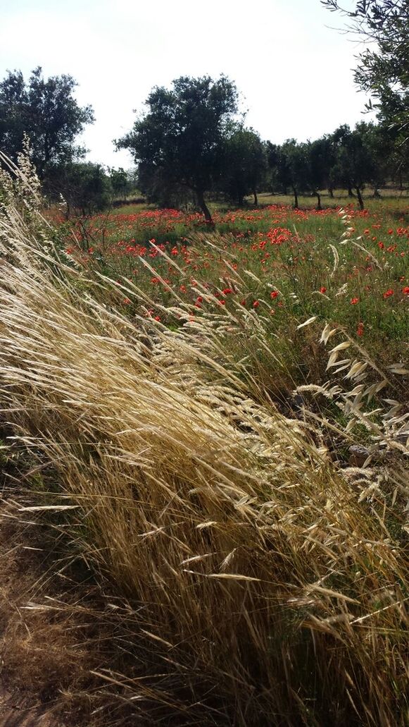 Crops and flowers growing on field