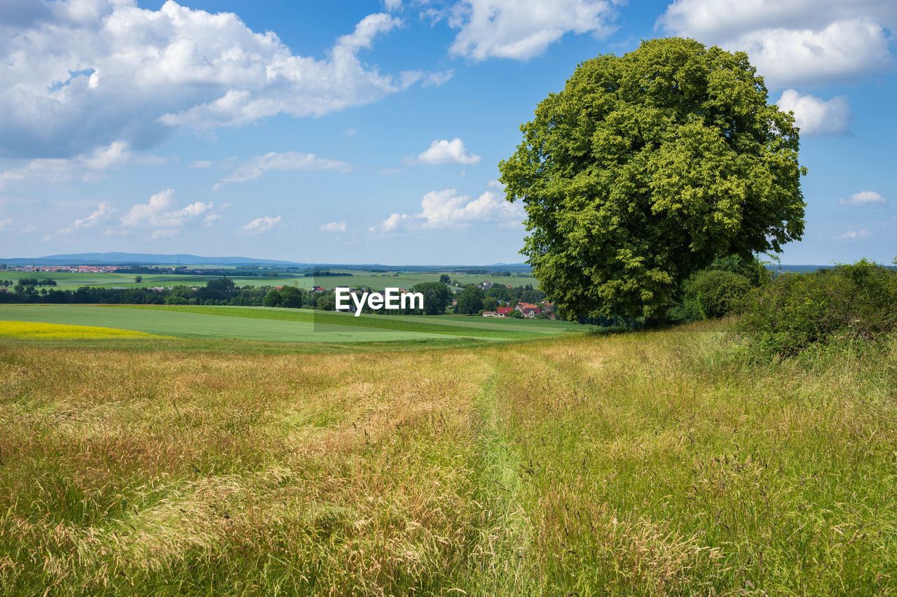 TREES ON FIELD AGAINST SKY