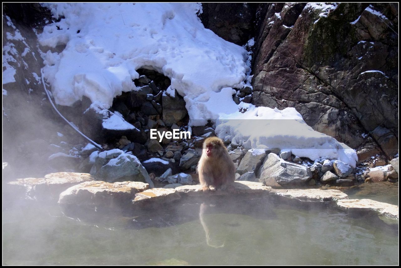 MONKEYS SITTING ON ROCK