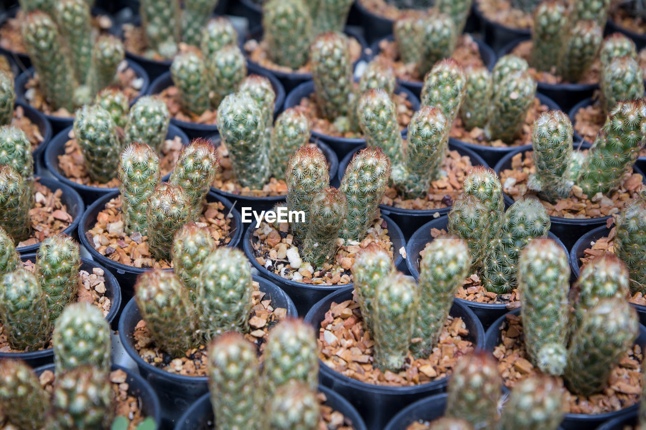 FULL FRAME SHOT OF SUCCULENT PLANT