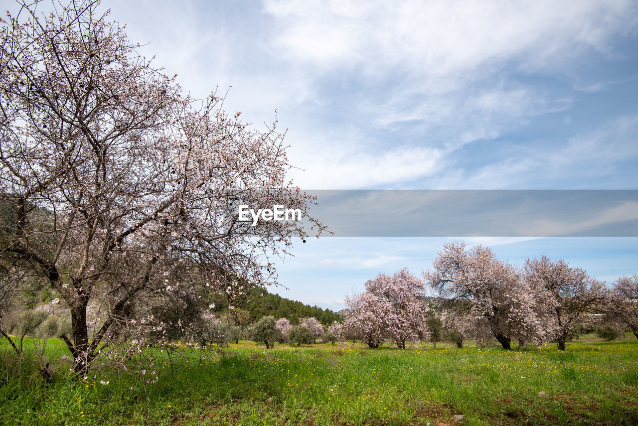 Cherry blossom trees on field against sky