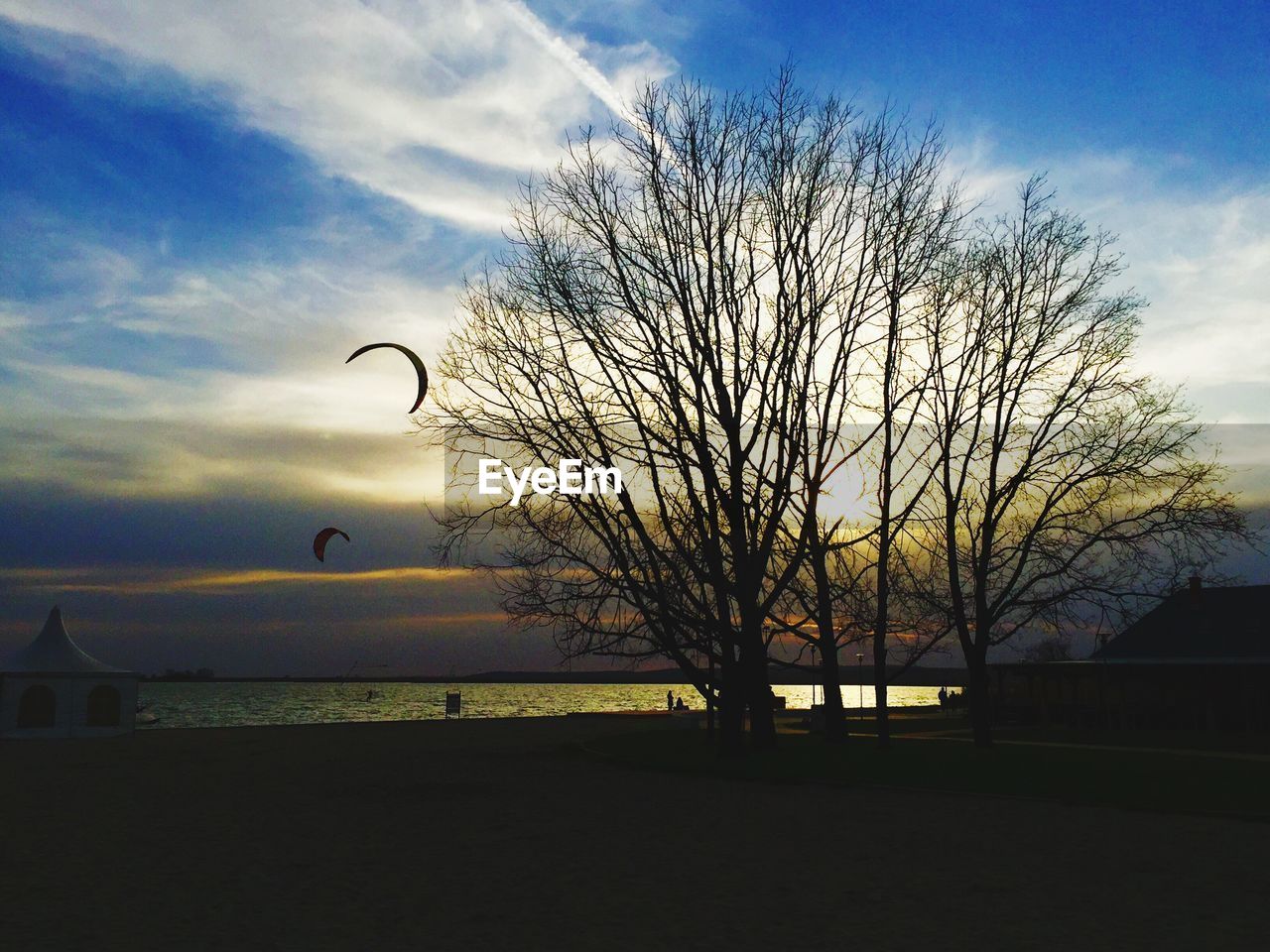 SILHOUETTE OF BARE TREES AT SUNSET