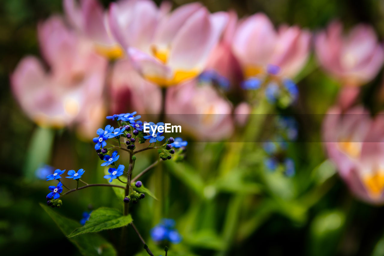 Close-up of purple flowering plant in park