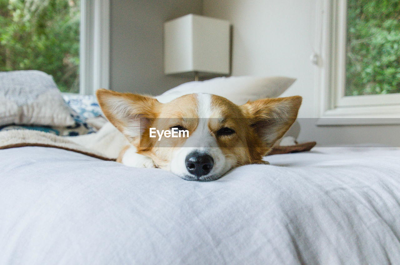 PORTRAIT OF DOG RESTING AT HOME