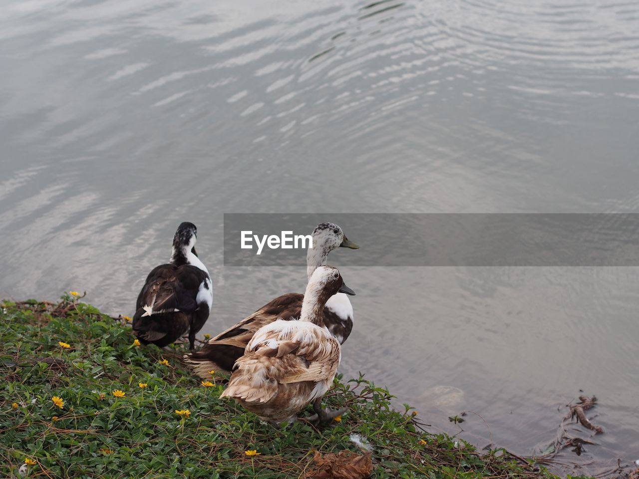 HIGH ANGLE VIEW OF BIRDS SWIMMING ON LAKE